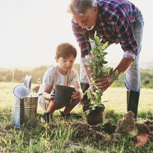 Grandfather and grandson planting a tree