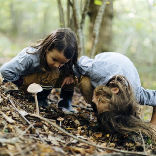 Two kids examining mushroom in the forest